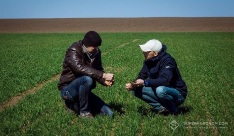 Досвід захисту озимої пшениці на ранніх етапах: Тернопільщина і  Хмельниччина — SuperAgronom.com